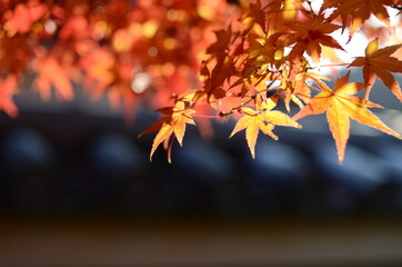 Naklejka na ściany i meble 京都　嵐山の紅葉