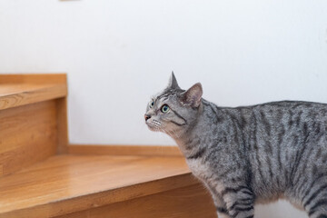 階段を登ろうとする猫　サバトラ猫