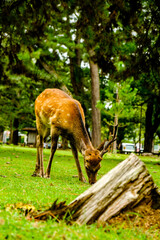 Nara deer in the deer park, wild animal inside the city. 