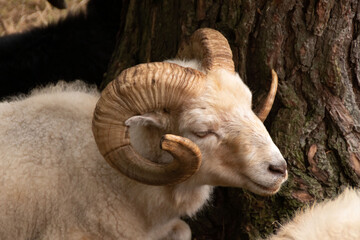 Ein Heidschnucken Bock