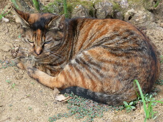 野良猫