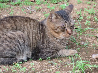 野良猫
