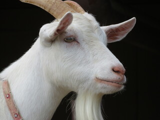 Obraz premium ヤギ