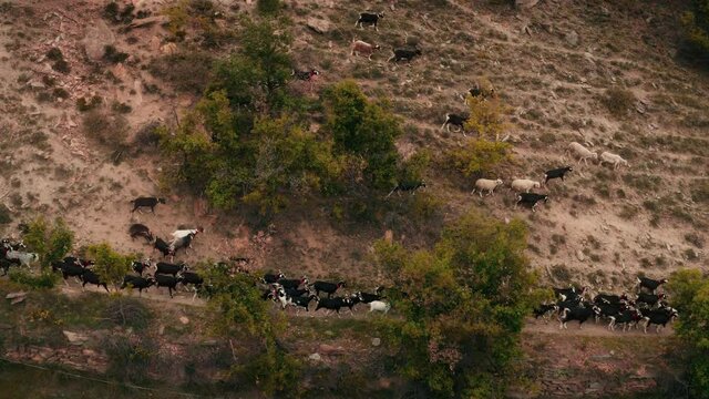 Goats walking around  - drone aerial shot