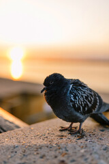 a pigeon basks at sunset, soft focus, selective focus