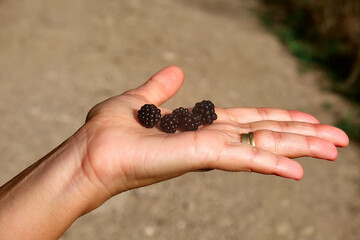 Blackberries, macro shot of some fruits in a girl's hand