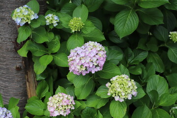 初夏の公園に咲く色とりどりのアジサイの花