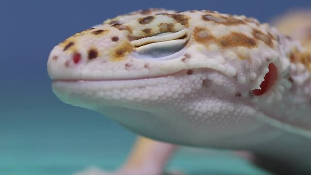 closeup of a colorful leopard gecko, popular tropical reptile species