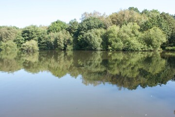 reflection of trees in the water