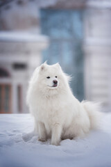 A funny white fluffy Samoyed sitting in a deep snowdrift against the backdrop of a foggy winter cityscape. Dog in the city