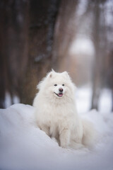 A funny white fluffy Samoyed sitting in a deep snowdrift against the backdrop of a foggy winter landscape. The mouth is open.