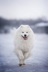 A funny white fluffy Samoyed runs along a snow-covered path against the backdrop of a foggy winter cityscape. Looking into the camera. The mouth is open. Paws in the air