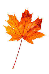 Close-up of red maple leaf