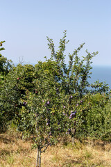 The plums orchards near the village of Zagora (Pelion, Greece) overlooking the sea in summer time.