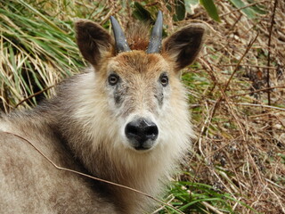 二ホンカモシカ