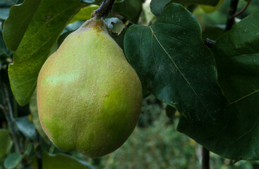 Coing, cognassier, Cydonia oblonga