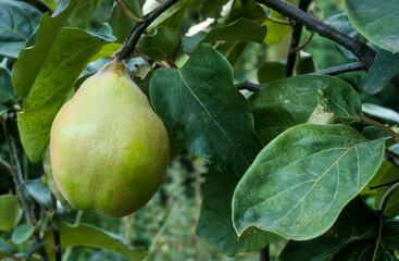 Coing, cognassier, Cydonia oblonga