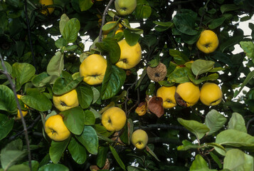 Coing, cognassier, Cydonia oblonga