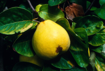 Coing, cognassier, Cydonia oblonga