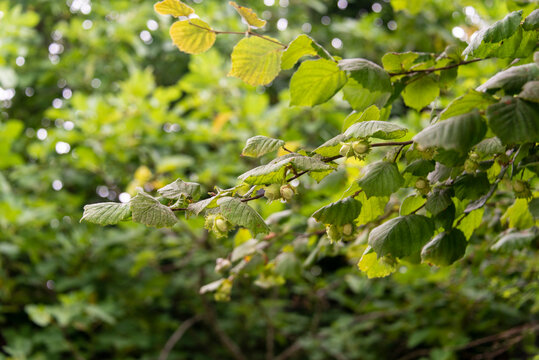Noisetier, noisette, Corylus avellana