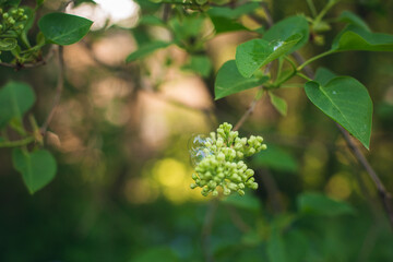 Soap bubble on a branch. Summer