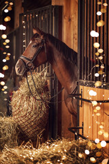 The horse is in the stable. There is hay and New Year's lights around. A Christmas story.