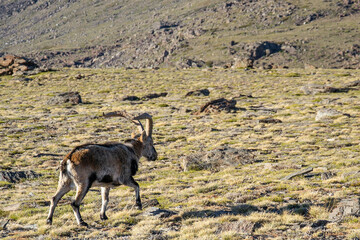 mountain goat with large twisted horns walking through meadow in Sierra Nevada