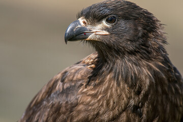 Un portrait de caracara austral posé au sol sur une île des Falkland.
