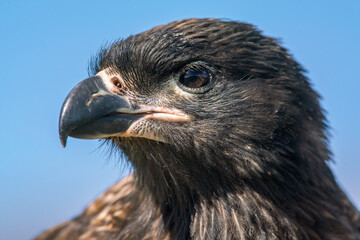 Un portrait de caracara austral posé au sol sur une île des Falkland.