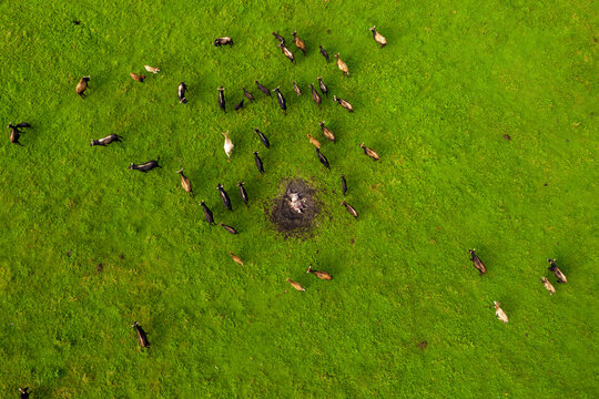 Drone photo of dead white horse killed and eaten by hawk predator birds . Cruel nature. Sad scene of torn body of endangered wild mustang lying in pit between running cows on green pasture. Ecology