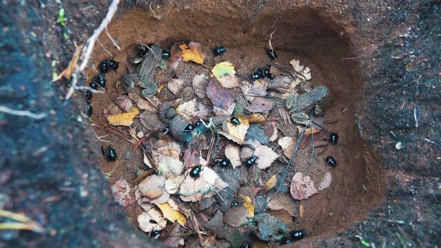 These bugs and toads  are trapped in a deadly trap. The dorbeetles fell into a man-made hole in the sandy soil