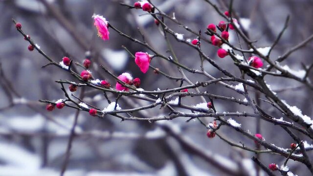 In the cold winter, blooming plum blossoms are covered with snow. Even as the snow falls incessantly, they still stand proudly on their branches.
