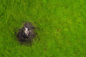 Drone photo of dead white horse killed and eaten by hawk predator birds. Cruel nature. Sad scene of...