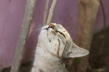 a wild tabby cat smelling in the air the scent or smell of prey or food