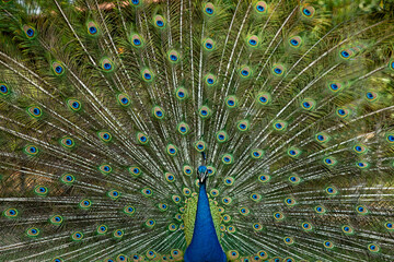 Obraz premium peacock with feathers