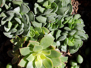 Fototapeta premium close-up close up of a green plants in the garden
