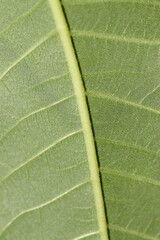 Close up detail of green leaf of tree