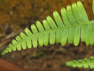 Design of Natural Leaves with Rainforest