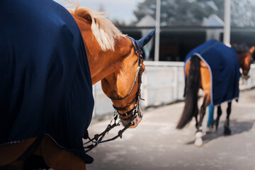 Two horses dressed in blue warm blankets are walking one after the other on a farm on a cold clear...