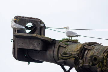 seagull on warship
