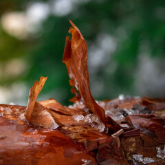 autumn leaves on the ground
