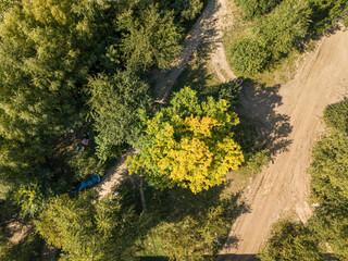 A tree on the bank of the river. Aerial drone top view.