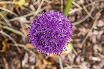 close up of a flower