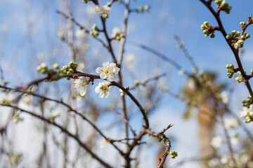 white blossom flowers with rain droplets on them against a blue sky and white clouds, in Adelaide, South Australia
