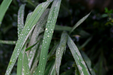 close-up of water droplets on green plants 