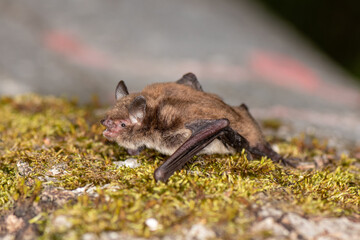 Wasserfledermaus (Myotis dabentonii)