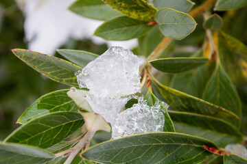 ice on a pine tree