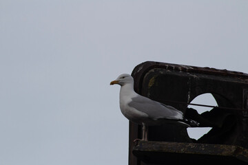 seagull on a post
