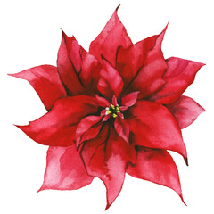 Isolated red Christmas flower. Traced vector watercolor. Hand drawn illustration on white background. Water colour drawing.