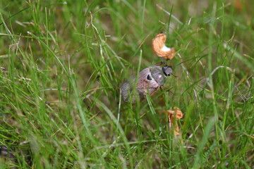 beetle in grass